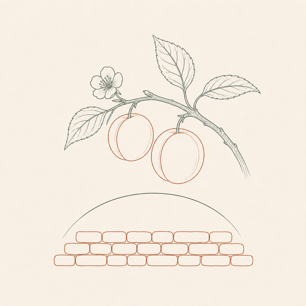 Ink illustration of an apricot branch above a sealed skin barrier